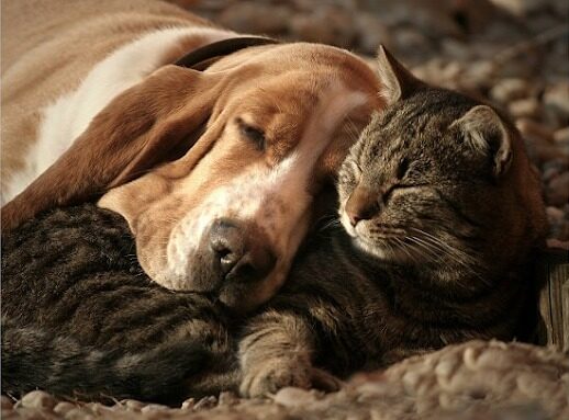Dog & Cat Euthanasia Kirkintilloch, Glasgow and Surrounding areas